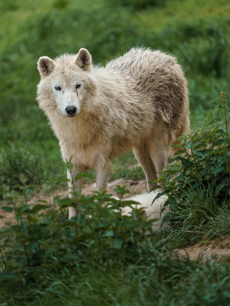 Lobo da Baía de Hudson