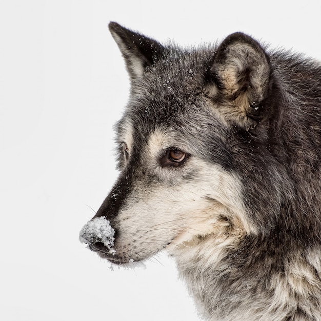 Lobo de tundra, isolado no fundo branco