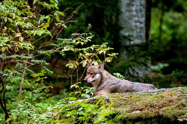 Lobo descansando em uma rocha na floresta da Baviera