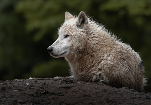 Lobo do Ártico