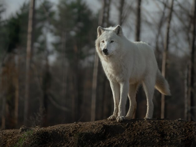 Lobo do Ártico