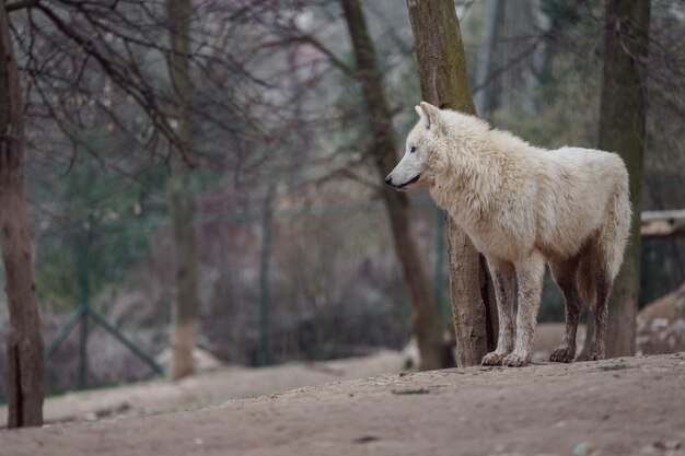 Lobo do Ártico