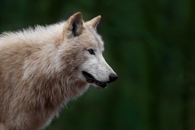 Lobo do Ártico