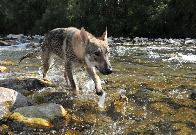 Lobo em um rio