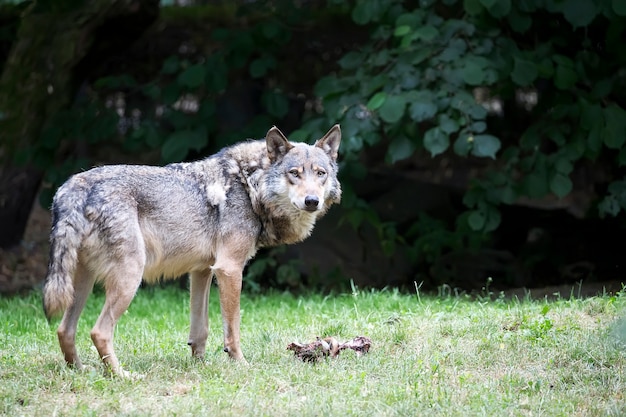 Lobo em uma clareira