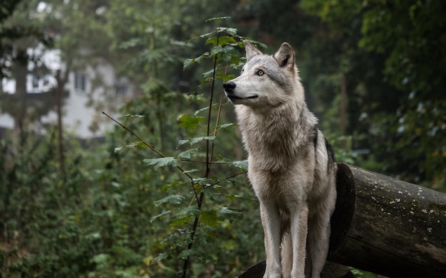 un lobo está de pie en un tronco en el bosque