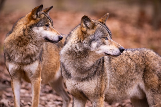 Lobo eurasiático en hábitat de invierno blanco. Hermoso bosque de invierno. Animales salvajes en el entorno natural. Animal del bosque europeo. Canis lupus lupus.