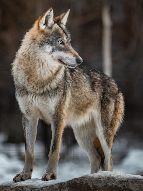 lobo euro-asiático