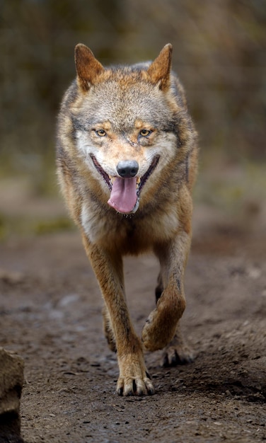 lobo euro-asiático