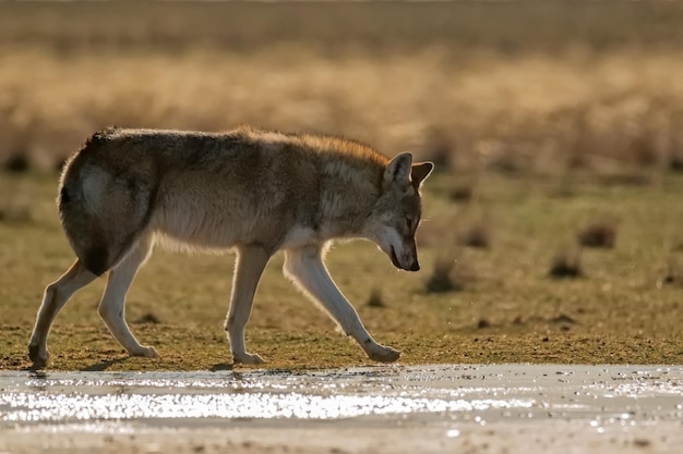 Lobo euroasiático o canis lupus lupus camina en la estepa