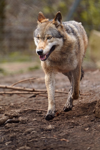 Foto lobo euroasiático