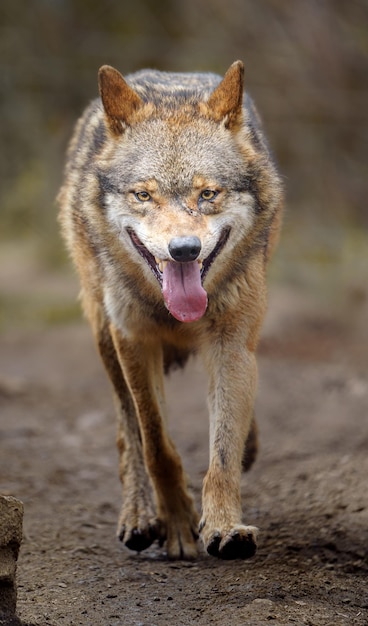 lobo euroasiático