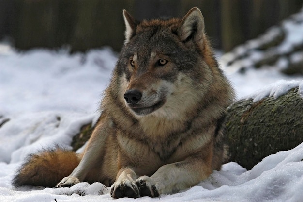 Lobo europeo Canis lupus lupus en la nieve