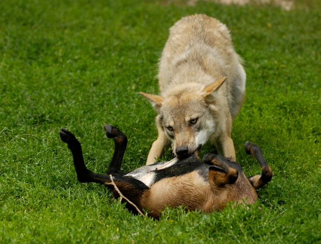 Lobo europeo canis lupus