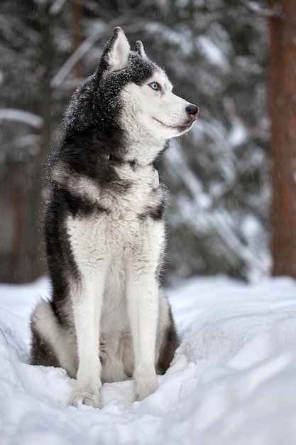 Lobo fofo de cachorro Husky Siberiano na floresta de inverno na neve