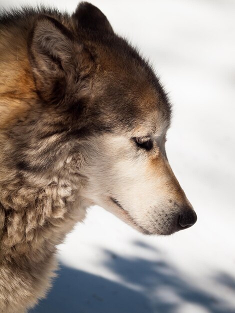 Lobo grande em cativeiro.