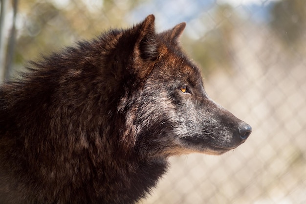 Lobo grande em cativeiro.