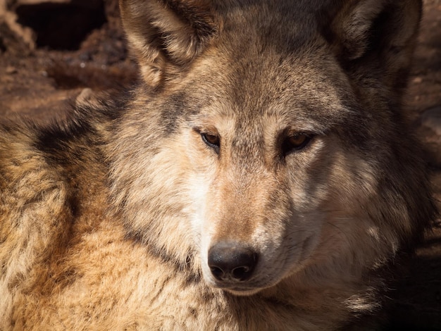 Lobo grande em cativeiro.