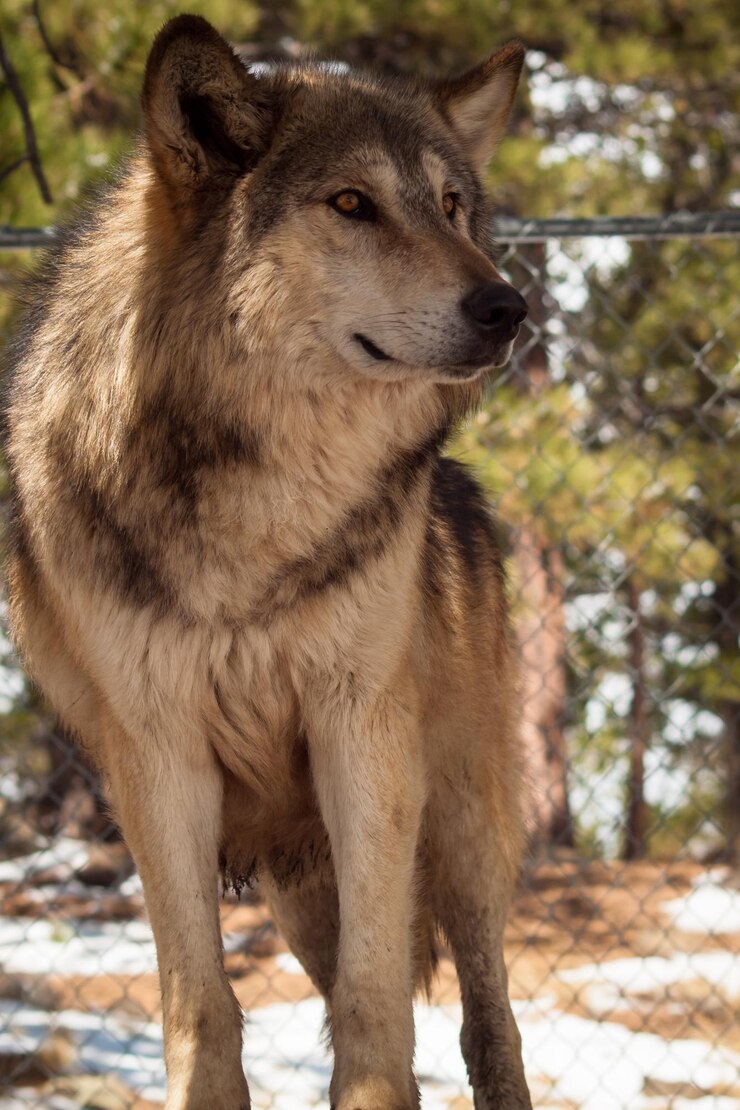 Foto lobo grande em cativeiro.