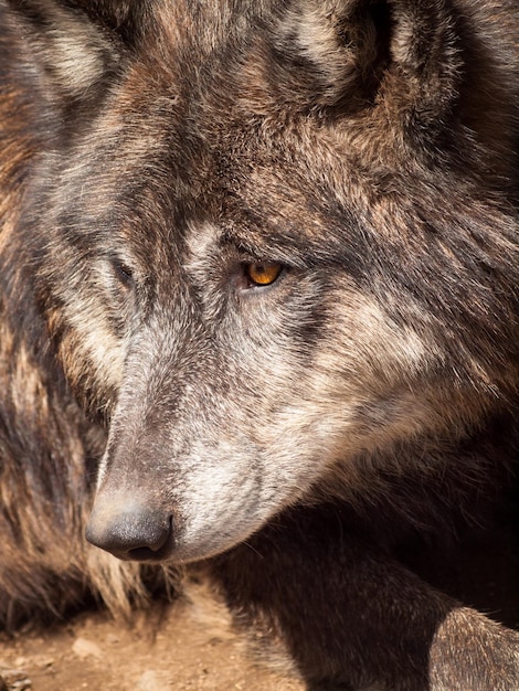 Lobo grande em cativeiro.