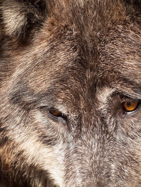 Foto lobo grande em cativeiro.