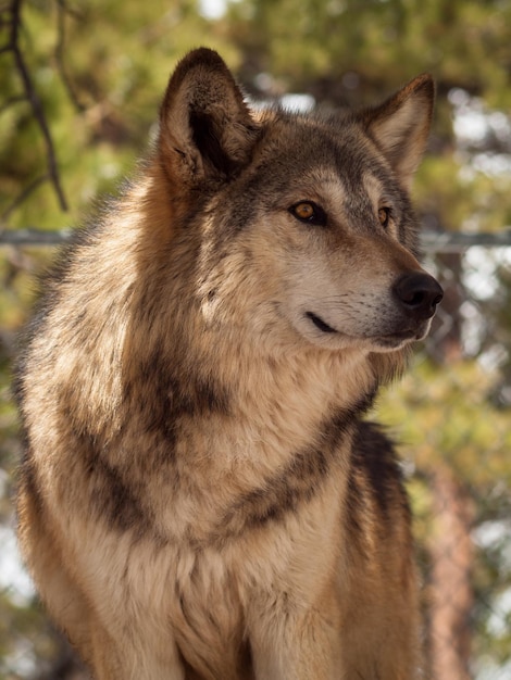 Lobo grande em cativeiro.