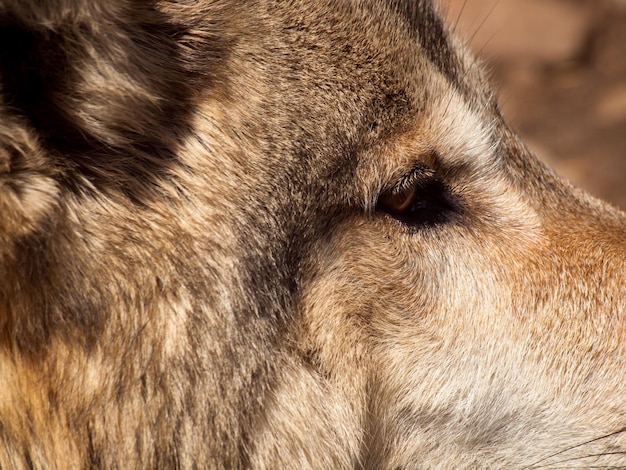 Lobo grande em cativeiro.