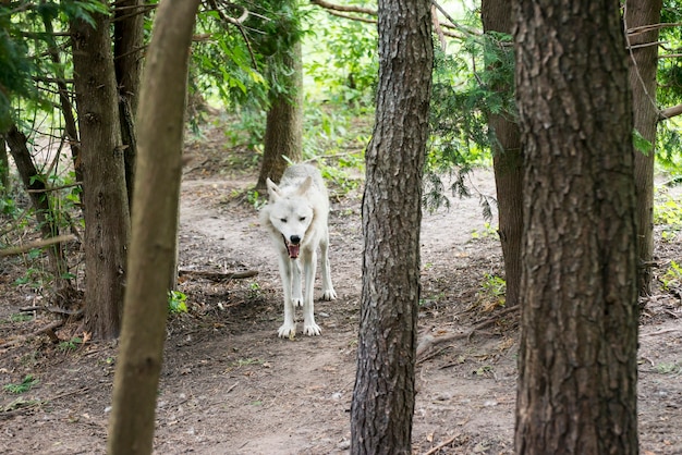 Lobo gris en el bosque