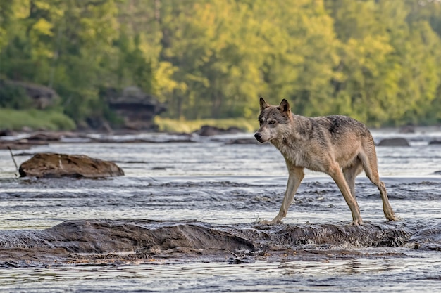 Lobo gris caminando a través de las rocas en un río que fluye