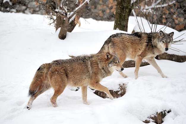 Lobo gris (Canis lupus) en invierno