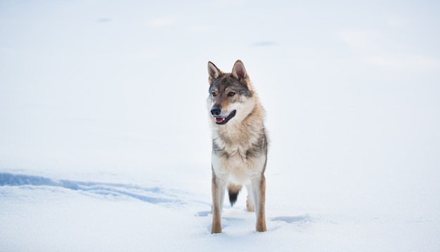 Lobo gris Canis lupus de pie en una pradera de nieve