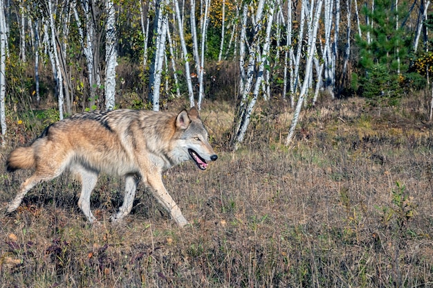 Lobo gris corriendo junto a un bosque de abedules en otoño