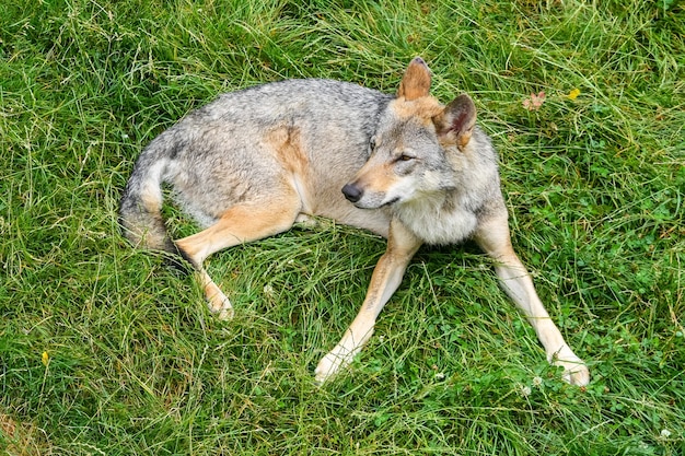 Lobo gris descansando en la hierba verde en primer plano.