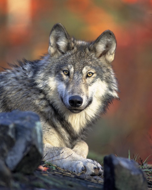 Un lobo gris está mirando a la cámara.