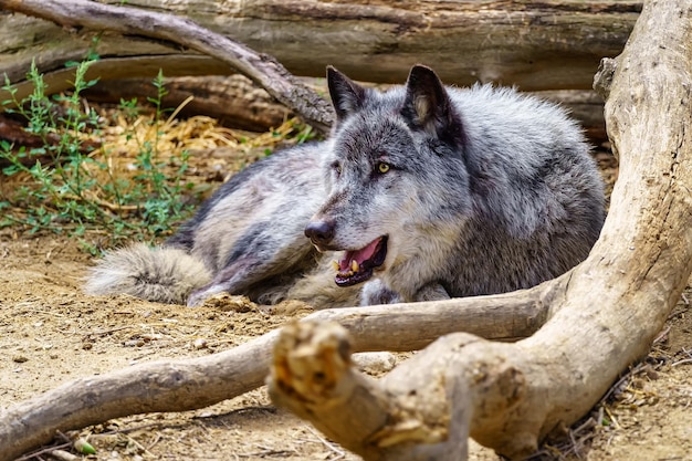 Lobo gris europeo mirando fijamente a su presa mientras se acuesta