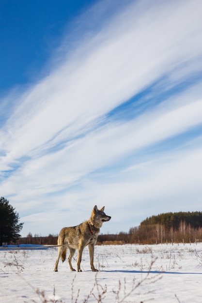 Lobo gris en el fondo de un cielo azul impresionante. Invierno cálido sol y nieve