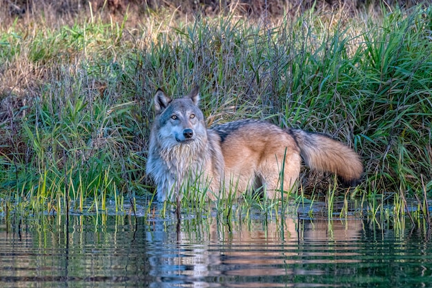 Lobo gris de pie en el agua con reflejo ondulante