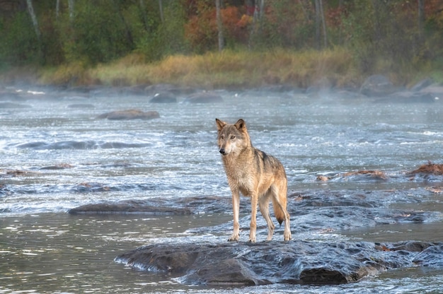 Foto lobo gris de pie en un río brumoso al amanecer