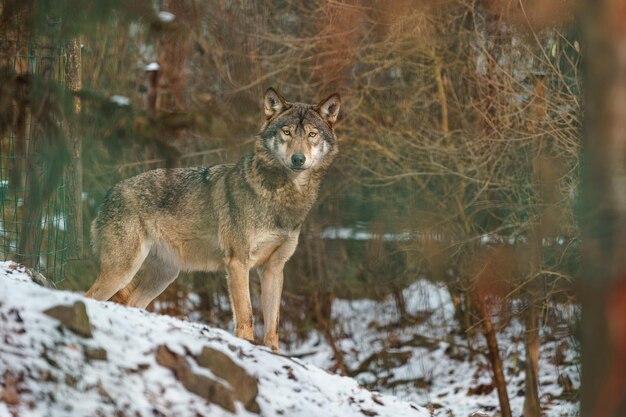 lobo gris