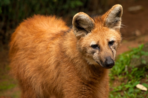 Lobo-guará - chrysocyon brachyurus