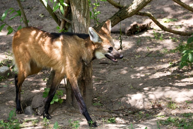 Lobo-guará na floresta