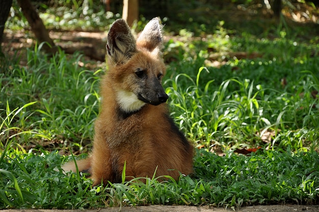 Lobo-guará na grama