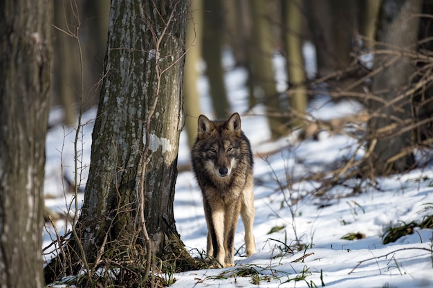 Lobo en el hábitat natural