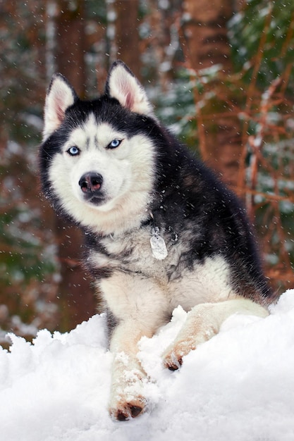 Un lobo husky de ojos azules yace en la nieve en el soleado bosque invernal Retrato lindo perro Husky siberiano Vista frontal