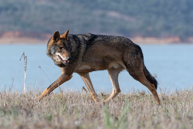 Lobo ibérico Canis lupus signatus Zamora España