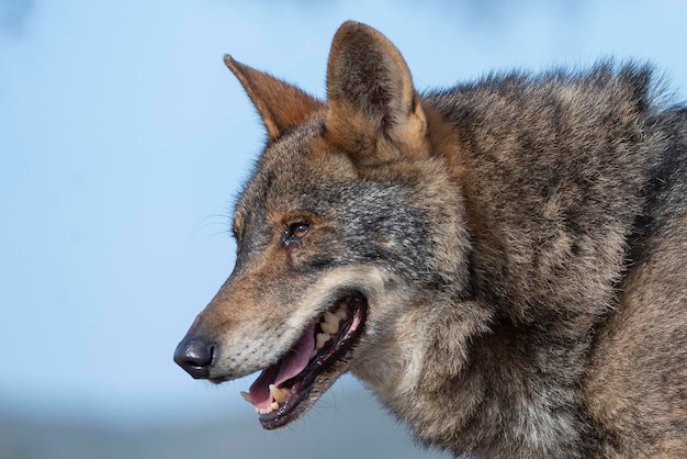 Lobo ibérico Canis lupus signatus Zamora Espanha