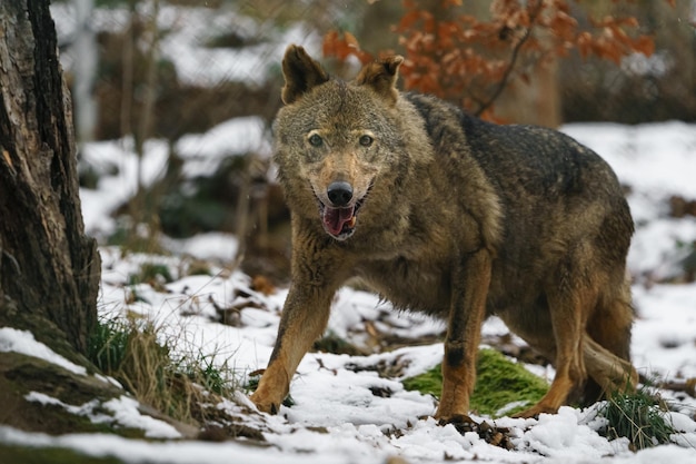 lobo ibérico