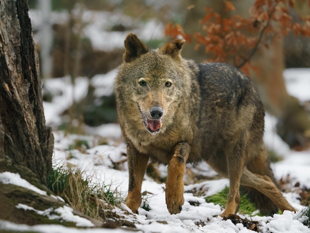 lobo ibérico