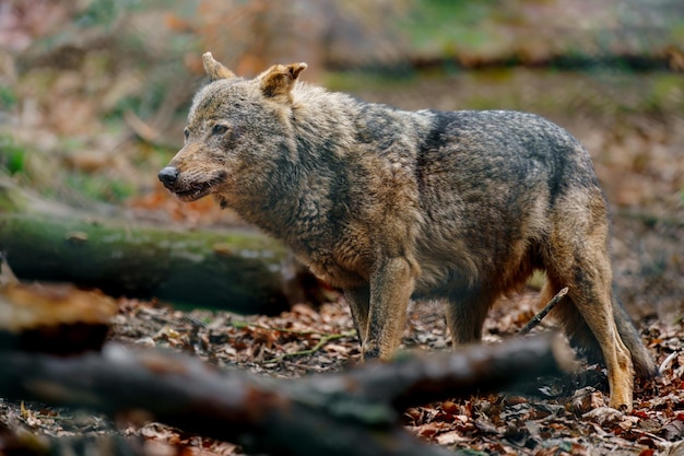 lobo ibérico