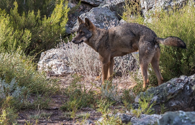 el lobo ibérico